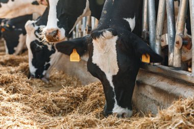 İnekler ahırda durur ve saman yerler.