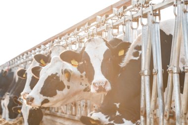 Çiftlikteki siyah beyaz benekli inekler