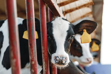 Çiftlikteki bir ahırda yavru boğa.