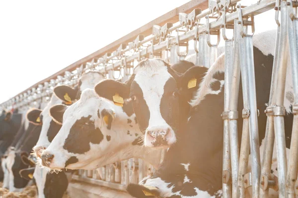 Çiftlikteki siyah beyaz benekli inekler