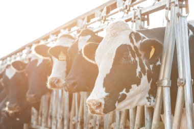 Çiftlikteki bir ahırda duran yetişkin inekler