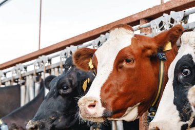 Ahırda duran bir ineğin kafası