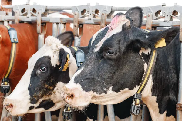 Černobílé skvrnité krávy na farmě — Stock fotografie