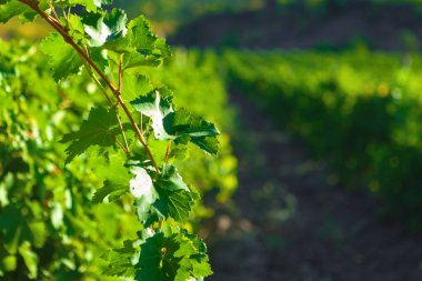 Üzüm bağında yetişen üzüm bağları.