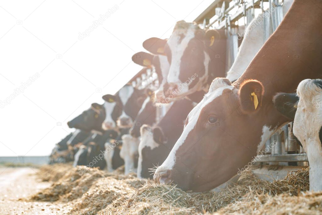 Cows standing in a stall and eating hay