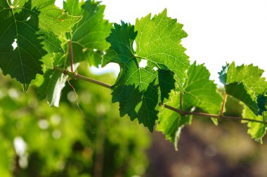 Üzüm yaprakları üzüm bağında, yakından.