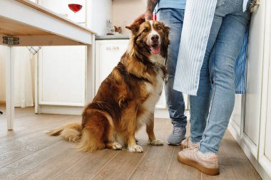 Border Collie köpeği ev sahibinin ayaklarının dibinde oturuyor.