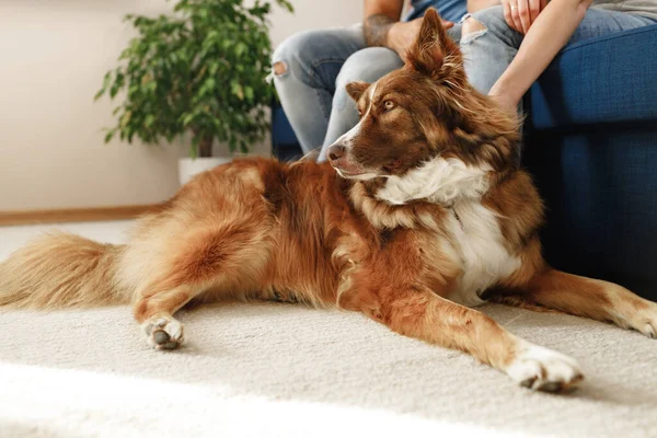 Border Collie perro sentado a los pies de la pareja de propietarios — Foto de Stock