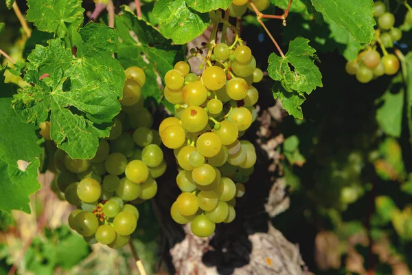 Ein Bündel grüner Trauben an Sommerreben — Stockfoto