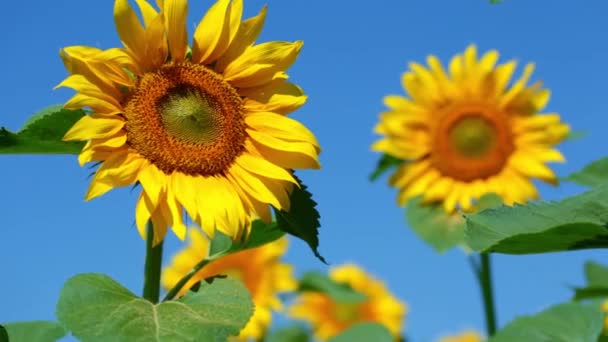 Girasol floreciente en un campo en un día soleado — Vídeo de stock