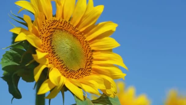 Girasol floreciente en un campo en un día soleado — Vídeo de stock