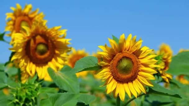 Tournesol en fleurs dans un champ par une journée ensoleillée — Video