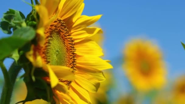 Girasol floreciente en un campo en un día soleado — Vídeo de stock