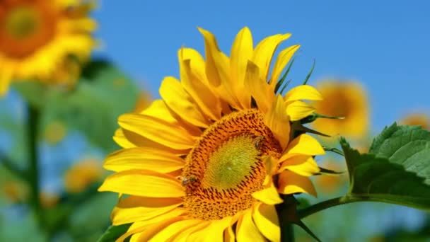 Bloeiende zonnebloem in een veld op een zonnige dag — Stockvideo