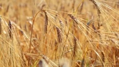 Rüzgarda savrulan buğday dalına yaklaş.