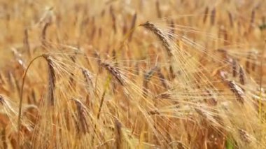 Rüzgarda savrulan buğday dalına yaklaş.
