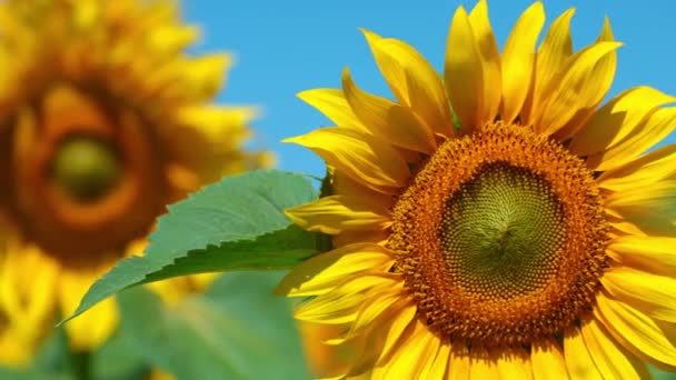 Girasol floreciente en un campo en un día soleado — Vídeo de stock