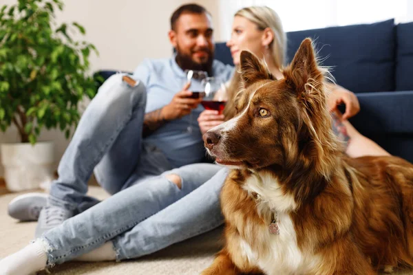 Close up de casal bebendo vinho no sofá com seu cão Border Collie perto — Fotografia de Stock