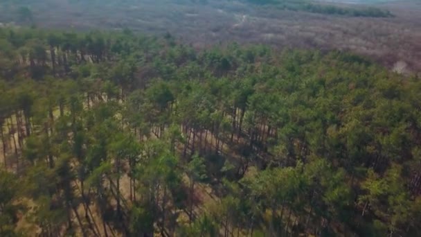 Aerial view of green coniferous forest landscape — Stock Video