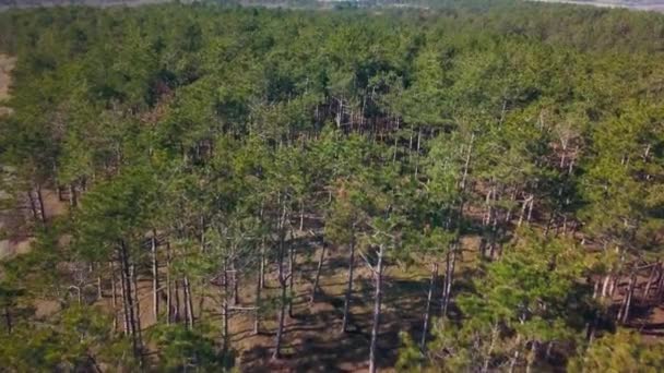 Widok z lotu ptaka na zielony krajobraz lasu iglastego — Wideo stockowe