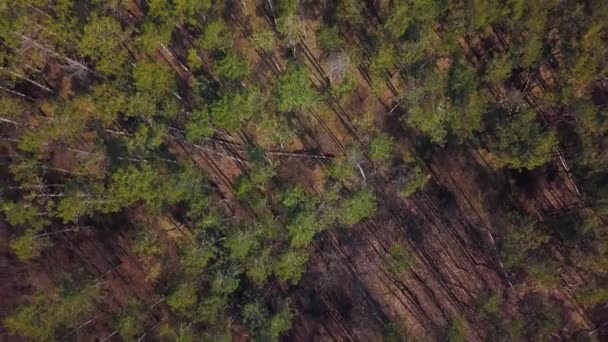 Вид с воздуха на зеленый хвойный лесной пейзаж — стоковое видео