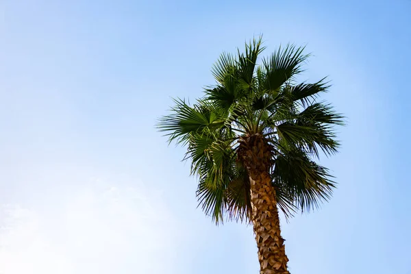 Green palm tree on blue sky background — Stock Photo, Image