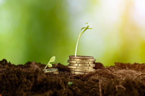 Euromunten en plantenkiemen, concept van financiële groei — Stockfoto