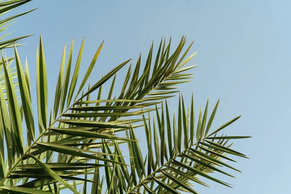 Palm levelek ágak ellen kék ég háttér — Stock Fotó