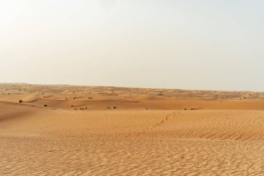 Dubai Çölü 'ndeki sarı kum tepeleri