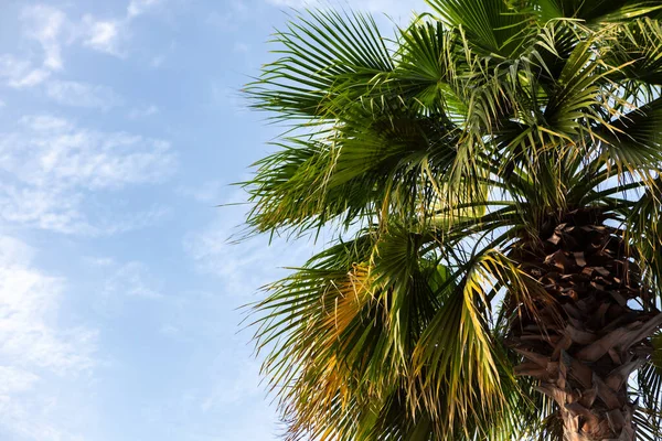 Green palm tree on blue sky background — Stock Photo, Image