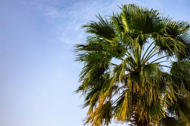 Mavi gökyüzü arka planında yeşil palmiye ağacı