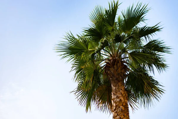 Green palm tree on blue sky background — Stock Photo, Image