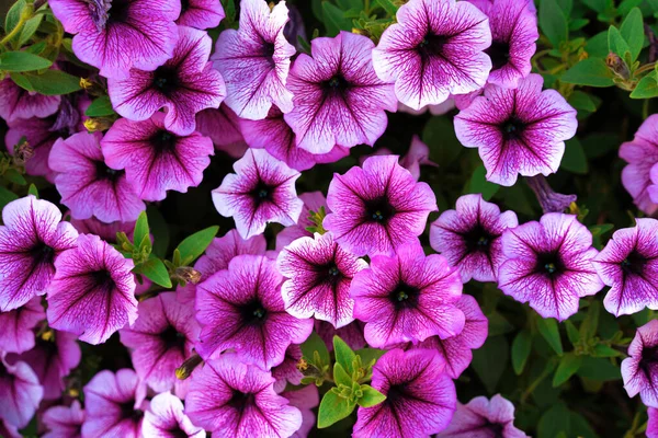 Bright pink petunia flowers for a background — Stock Photo, Image