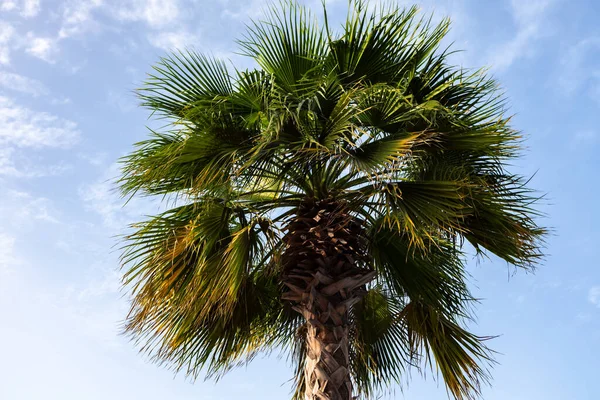 Green palm tree on blue sky background — Stock Photo, Image