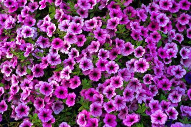 Arkaplan için parlak pembe petunya çiçekleri