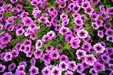 Arkaplan için parlak pembe petunya çiçekleri