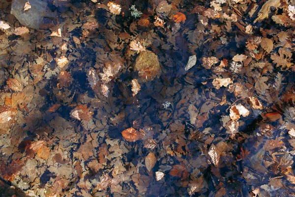 Dry autumn fallen leaves in a puddle in forest — Stock Photo, Image