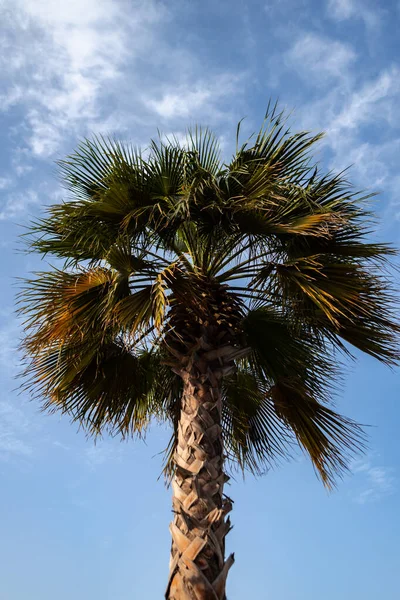 Green palm tree on blue sky background — Stock Photo, Image