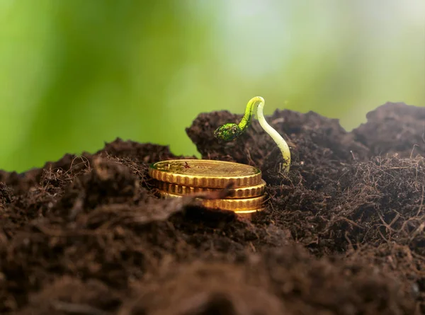Пачка монет и растущее растение, финансовая концепция — стоковое фото