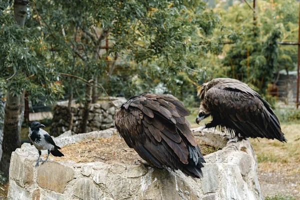 Två gamfåglar sitter på stenmur i ett zoo — Stockfoto
