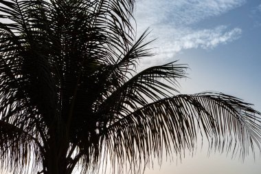 Mavi gökyüzü arka planında yeşil palmiye ağacı