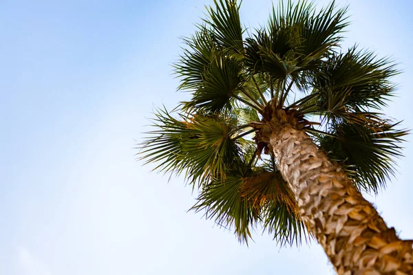 Green palm tree on blue sky background — Stock Photo, Image