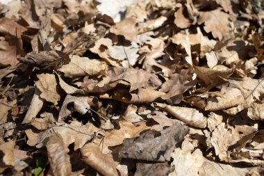 Kuru sonbahar yaprakları orman zemininde