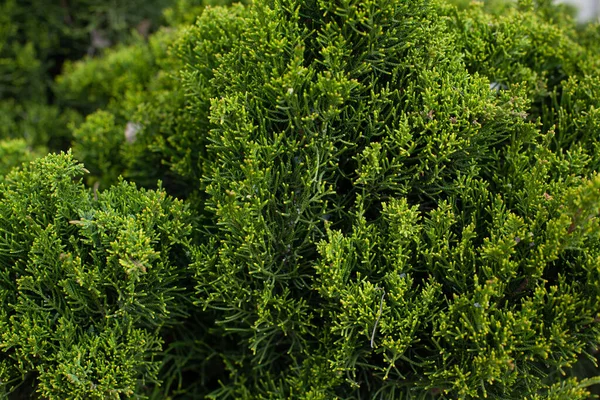 Achtergrond van naaldbomen takken close-up — Stockfoto