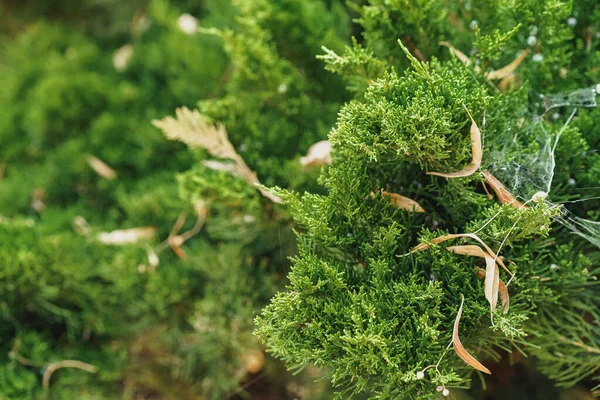 Achtergrond van naaldbomen takken close-up — Stockfoto