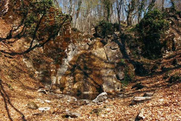 Outono seco folhas caídas no chão da floresta — Fotografia de Stock