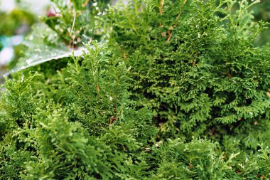 Kozalaklı bitki dallarının arkaplanı