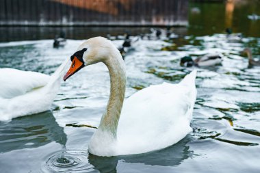Parktaki gölde yüzen güzel kuğu