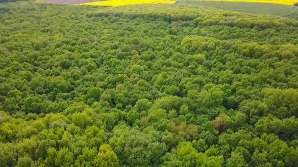 Letecký pohled na zelený les na jaře na západě Ukrajiny