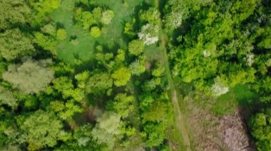 Batı Ukrayna 'da ilkbaharda yeşil ağaçların üzerinde gündüz vakti hava manzarası